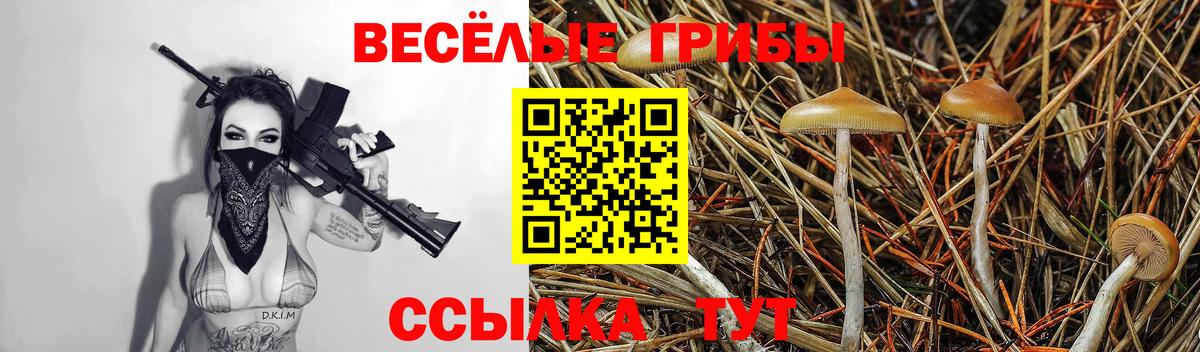 Псилоцибиновые грибы Psilocybine cubensis Касимов